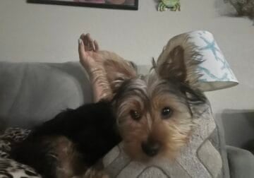 Need to re-home a Yorkshire terrier