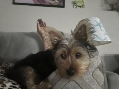 Need to re-home a Yorkshire terrier