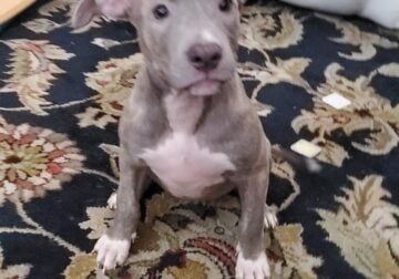 10 Week Luna Girl