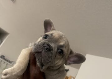 Puppy