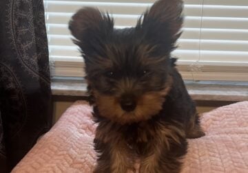 CKC Male Tea Cup Yorkshire Terrier