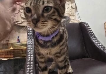 Bengal female