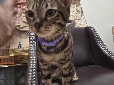 Bengal female