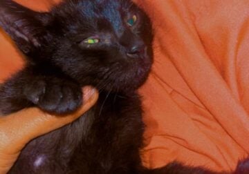 Female kittens