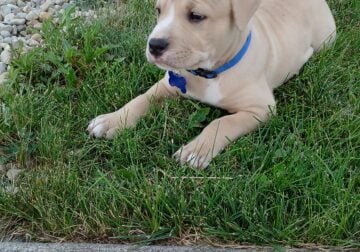 Pit puppies