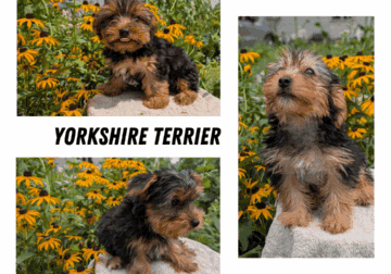ACA YORKSHIRE TERRIER PUPS