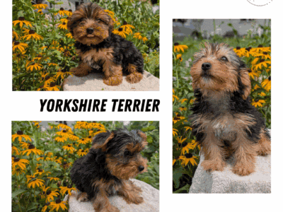 ACA YORKSHIRE TERRIER PUPS