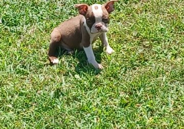 Seal / White Boston Terrier Puppy