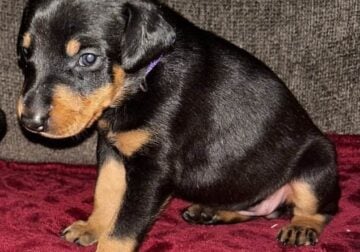 Purple Collar