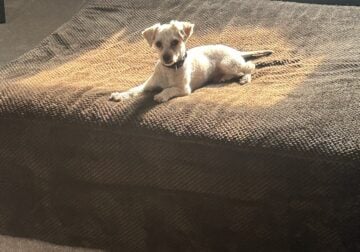 Mini Poodle – 9 lbs, Rehoming with Love