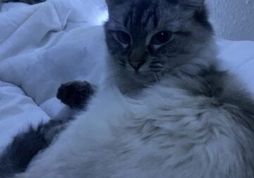 Longhaired Siamese Female 2yrs