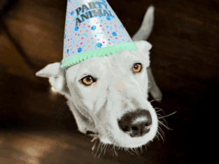 Looking to Rehome our Dog