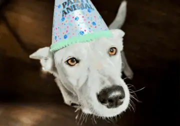 Looking to Rehome our Dog