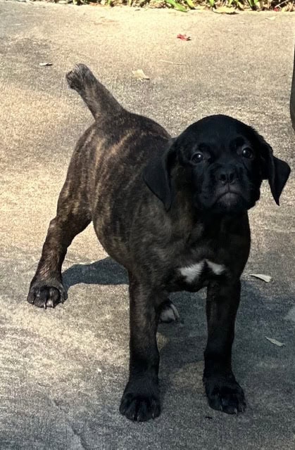 Cane Corso Puppies –13 Weeks Old image 3