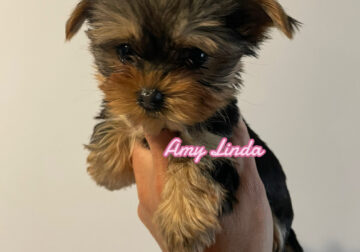 Female Micro Yorkie
