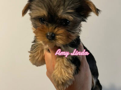 Female Micro Yorkie