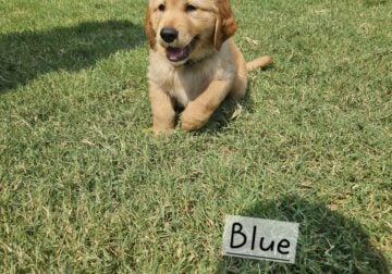 AKC Golden Retrievers