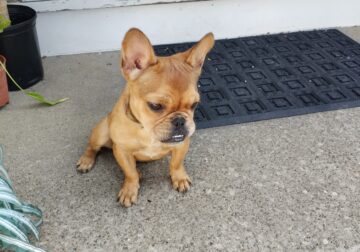 French Bulldog female 6 months old
