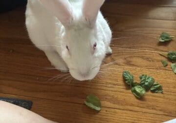 Rabbit