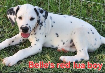Belle’s Red Lua Boy