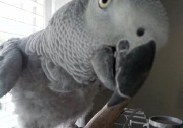 African Grey 23 year old Has laid eggs