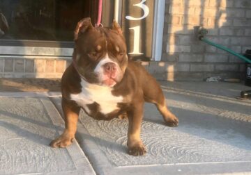 Linebred Veneno Female 11 months old