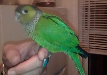 Young friendly female blackcap conure