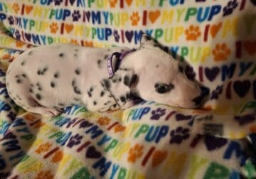 Sally Female Dalmatian