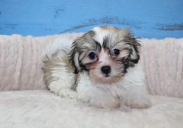 Adorable Malshi puppies