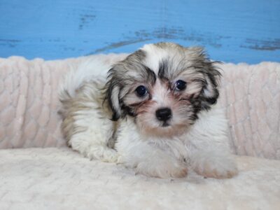 Adorable Malshi puppies