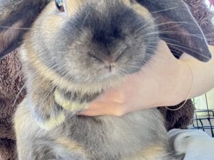 Two Friendly Rabbits for Sale – Almost 6 Months Ol