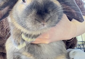 Two Friendly Rabbits for Sale – Almost 6 Months Ol