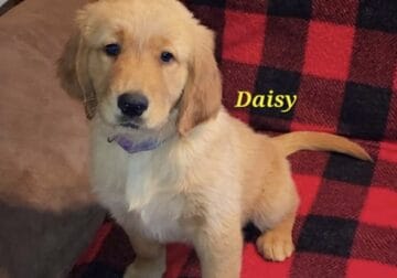 AKC Daisy