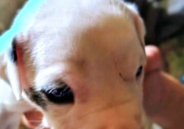 American pitbull boxer merle