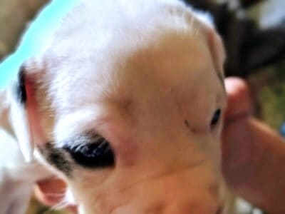 American pitbull boxer merle