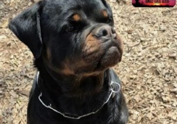 Exotic Female Rottweiler Available