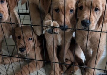 Golden retriever puppy