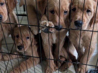 Golden retriever puppy