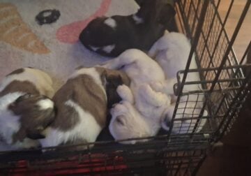 Shihtzu puppies