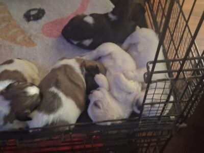 Shihtzu puppies