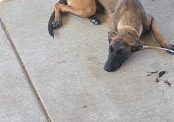 FEMALE 6MTHS BELFIAN MALINOIS