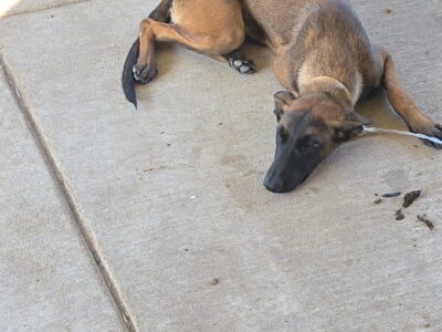 FEMALE 6MTHS BELFIAN MALINOIS