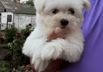 Maltese puppies