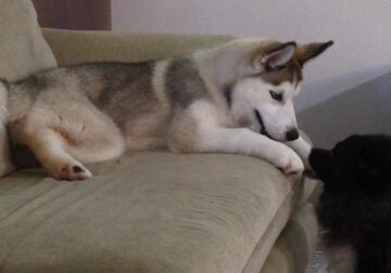 Female AKC Siberian Husky