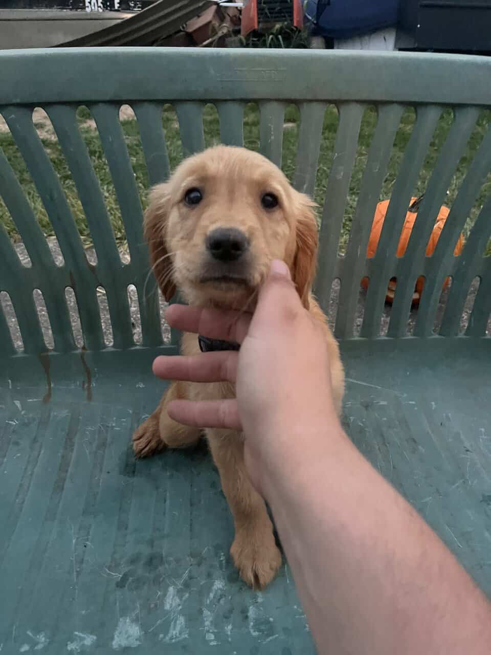 Female Golden Retrievers image 11