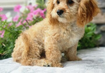 Joey Male Cavapoo