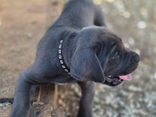 Male cane corso puppy