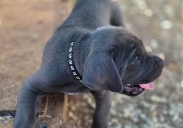 Male cane corso puppy
