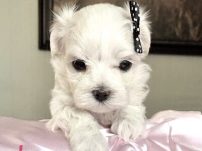 Meet IVY! Darling tiny Maltese female