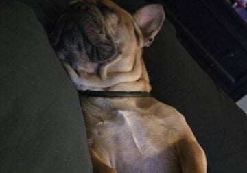 French bulldog